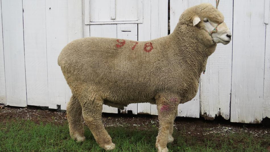 fluffy sheep with a number on its back