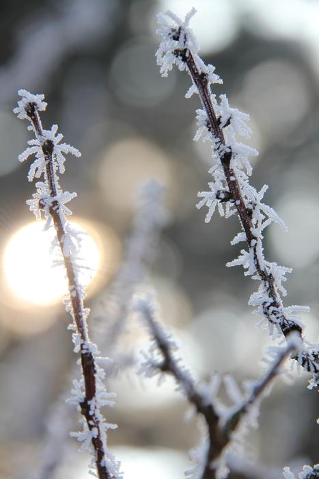 Frosted twigs at bokeh background