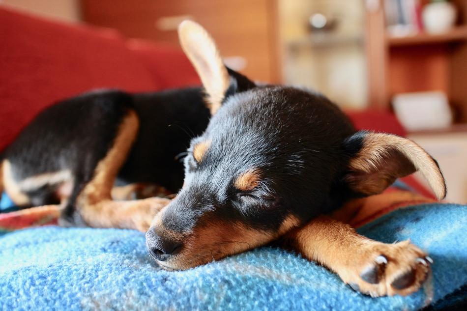 perfect Puppy Dog
