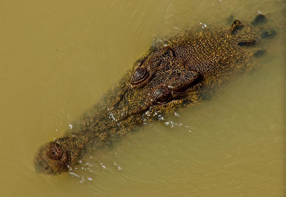 wild crocodile swimming in the water