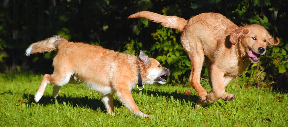 running cute dogs in the field