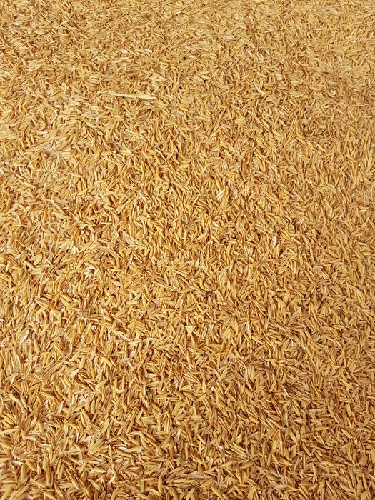 dry rice grains harvest