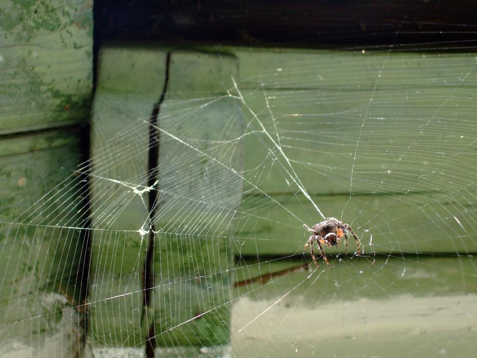 a wild spider on web by the house