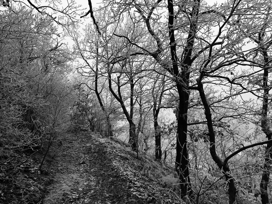 old forest in winter