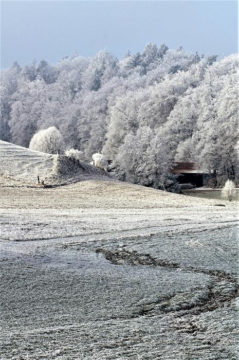 cold winter forest