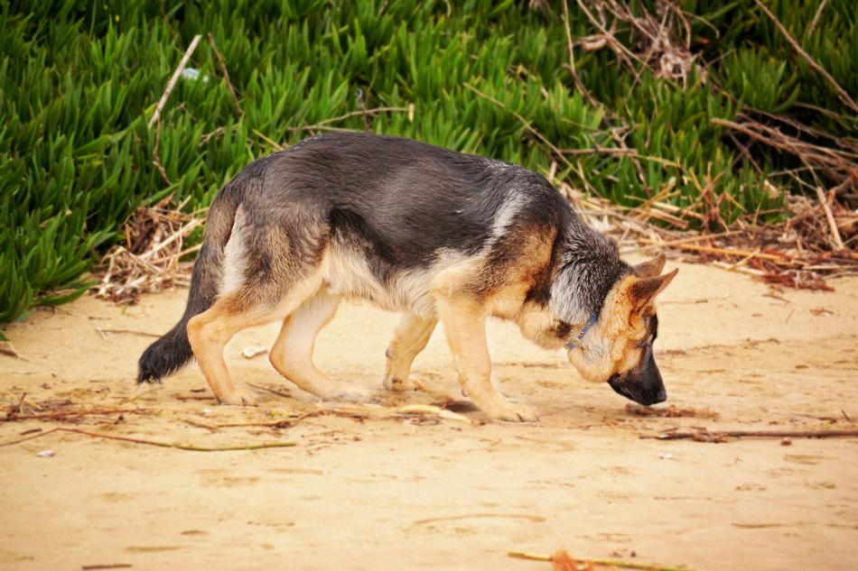 German shepherd sniffs the sand