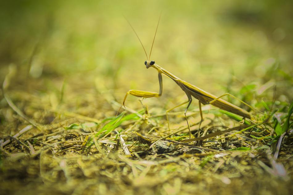 impressively beautiful Praying Mantis Insect
