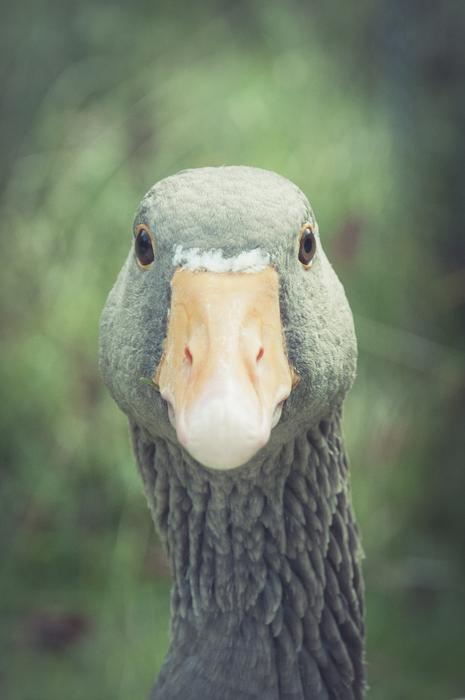 nice goose head