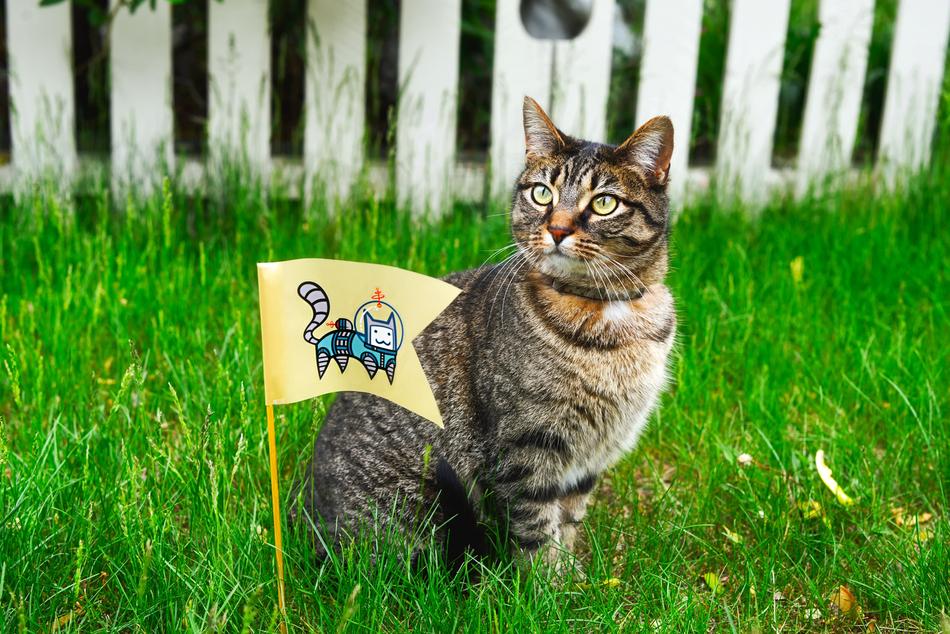 Cat with flag