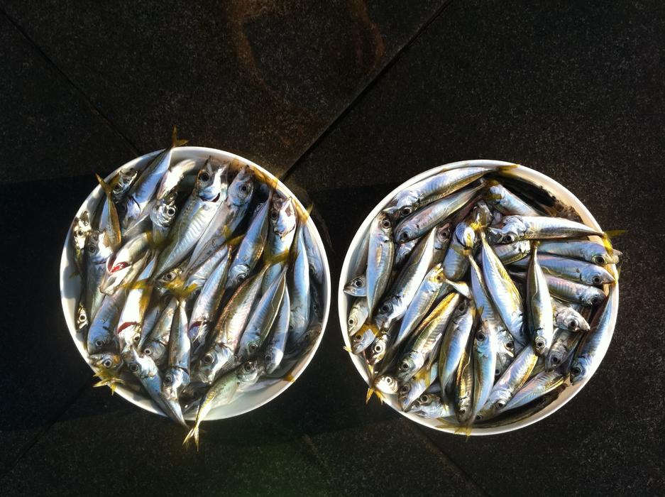 Fish Shells