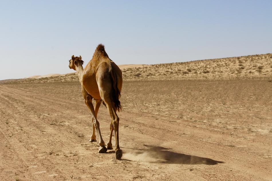 walking camel in the desert