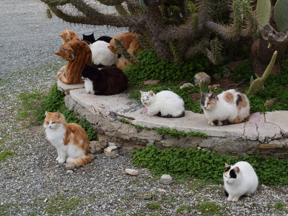 a group of spotted cats resting in the fresh air in Cyprus