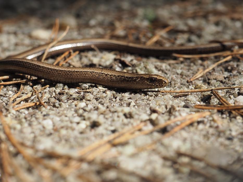 Slow Worm Snake at Nature