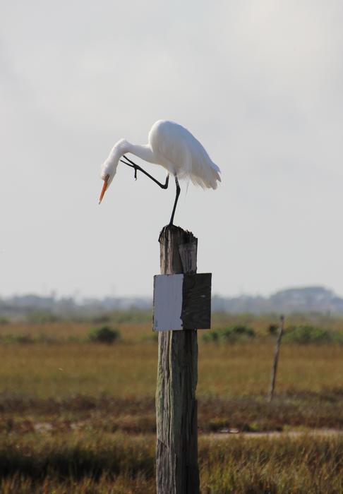 goodly Egret Bird