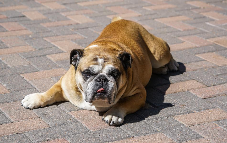 domestic bulldog on a walk