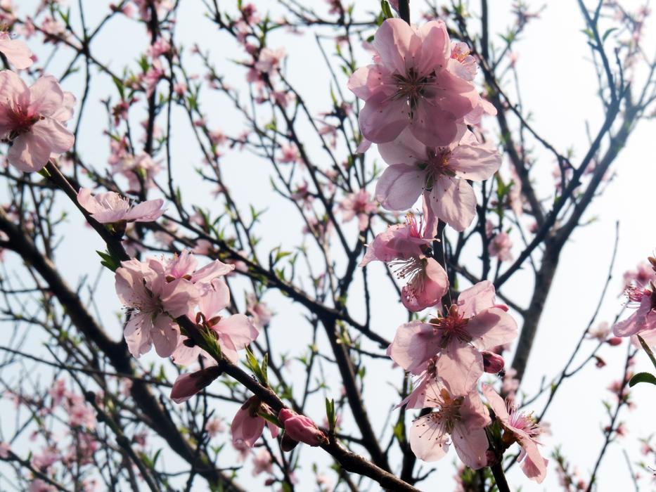 pink flowers on trees in the garden