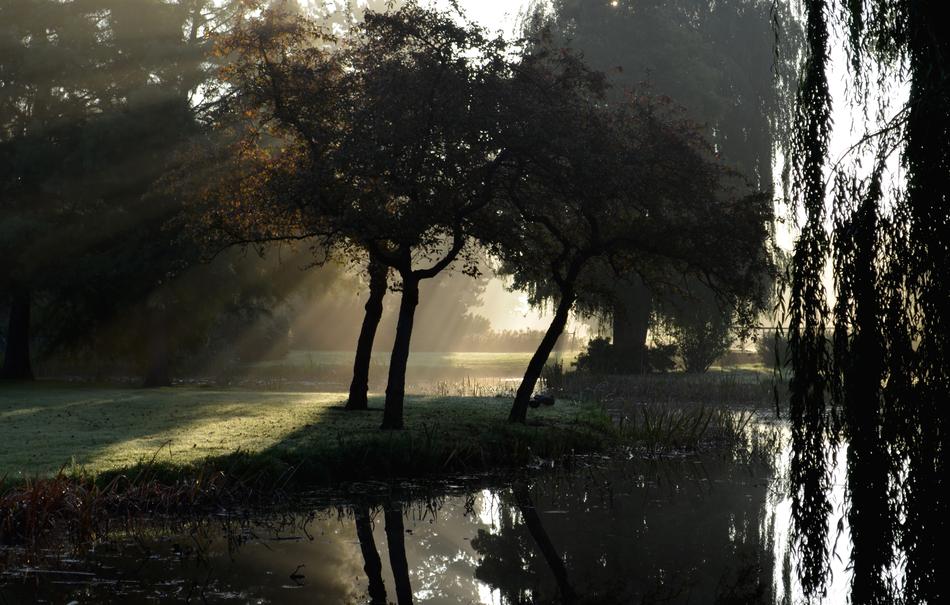 sun rays illuminating the tree