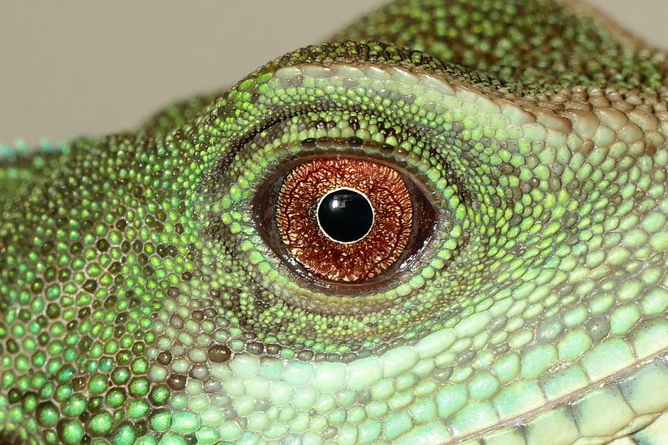 Green Chinese Water Dragon Reptiles