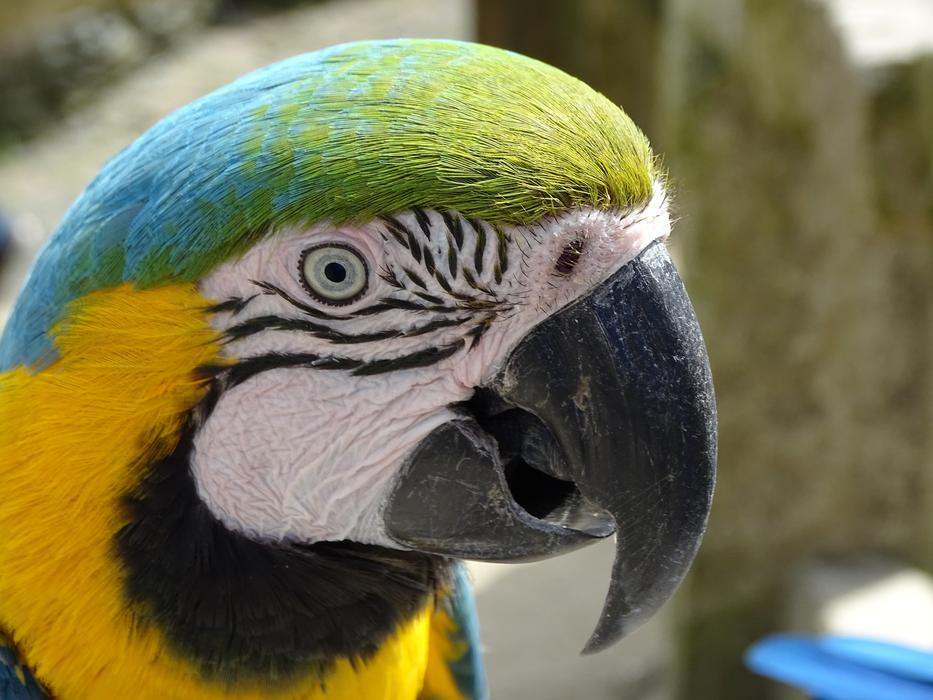 photo of colorful head of colorful macaw