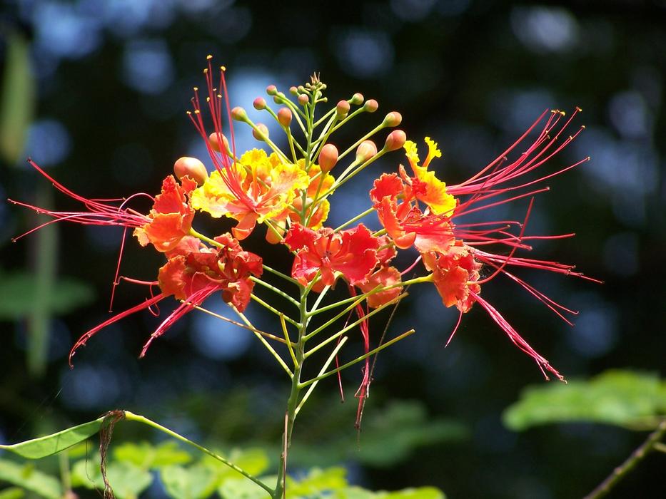 red krishnachura buds in bangladesh