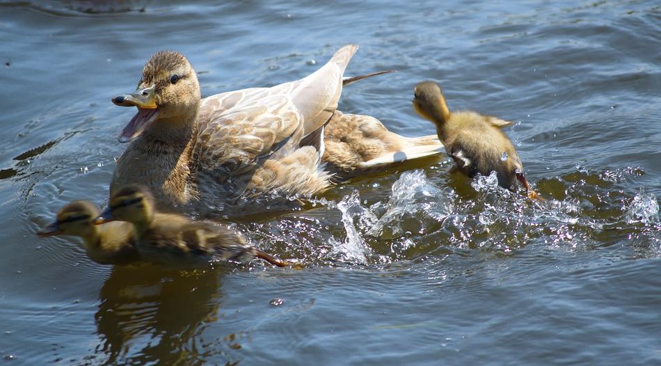 absolutely beautiful Duck Mallard
