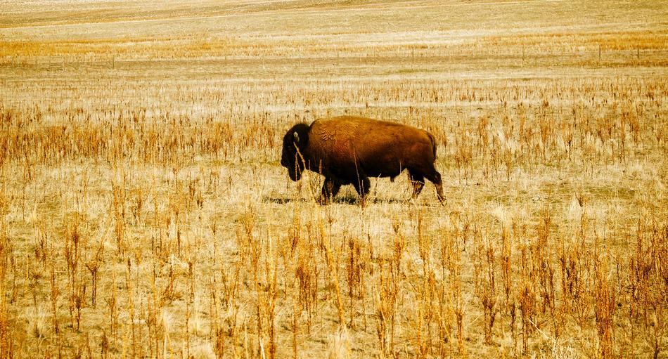bison on the prairie in the wild