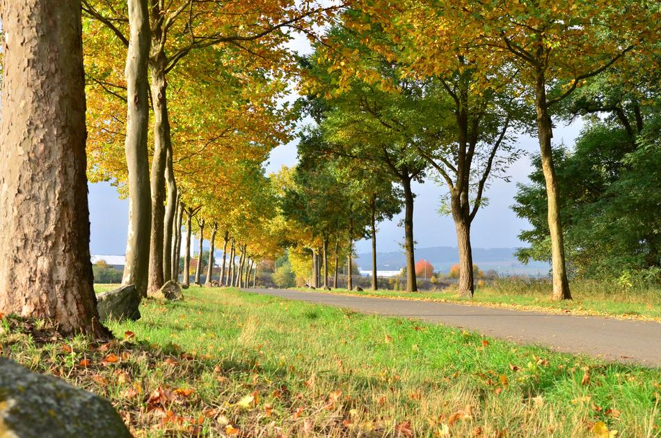 Golden Autumn Forest Fall