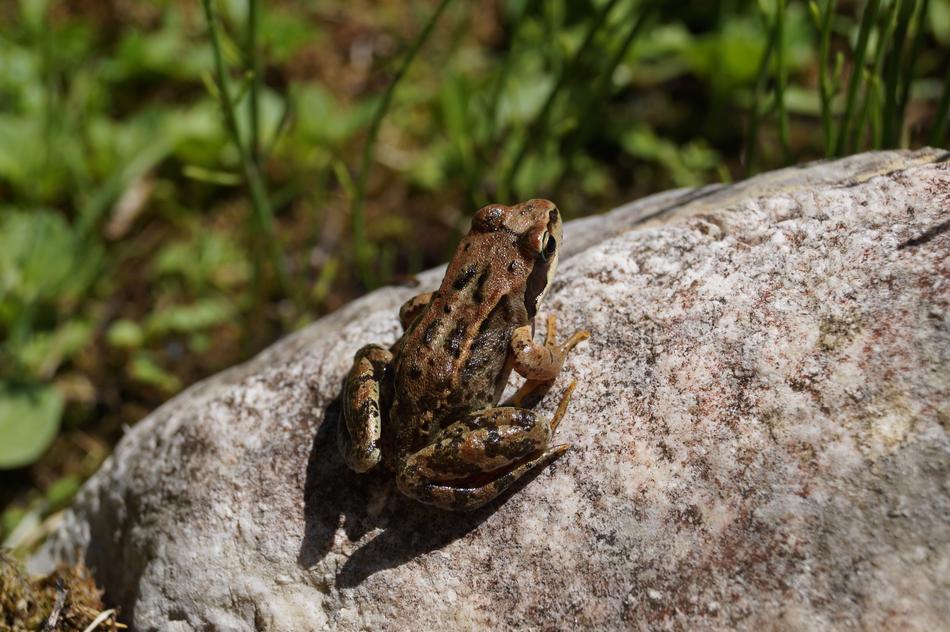 Sitting Frog on stone in garden