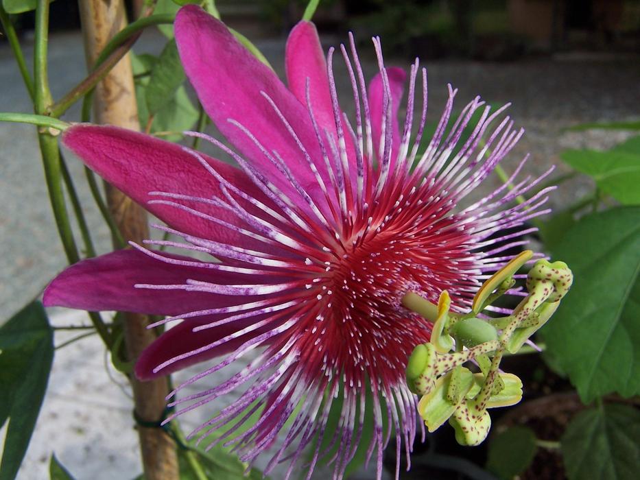 tropical pink flowers in the garden