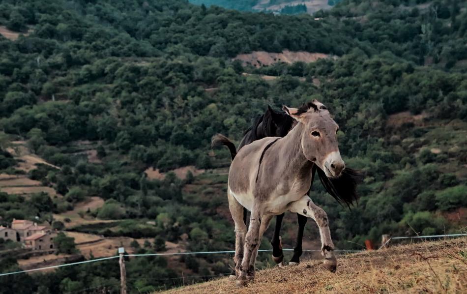 donkey on a farm in the mountains