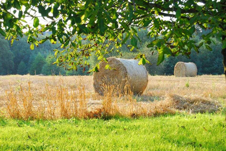 round large straw bales in the field