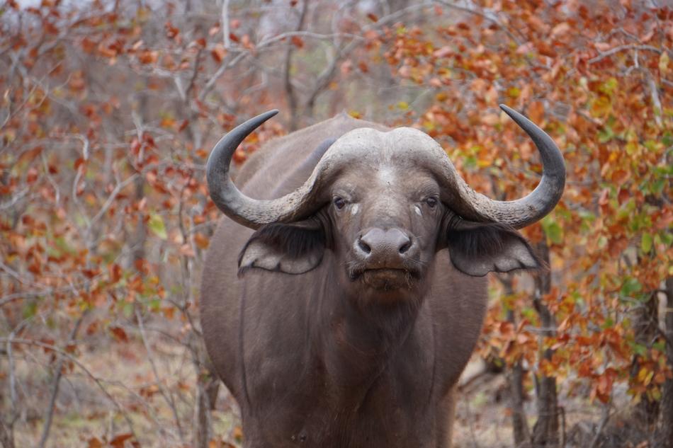 Wildlife South Africa