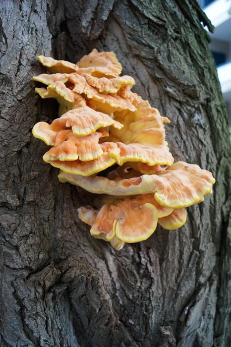 orange mushrooms on the pole