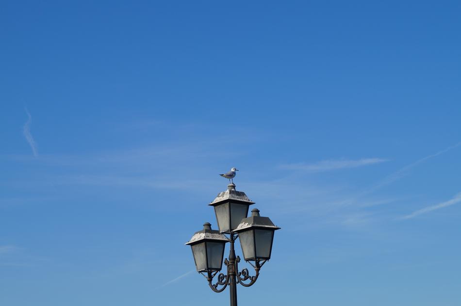 Blue Gull Bird and lamp