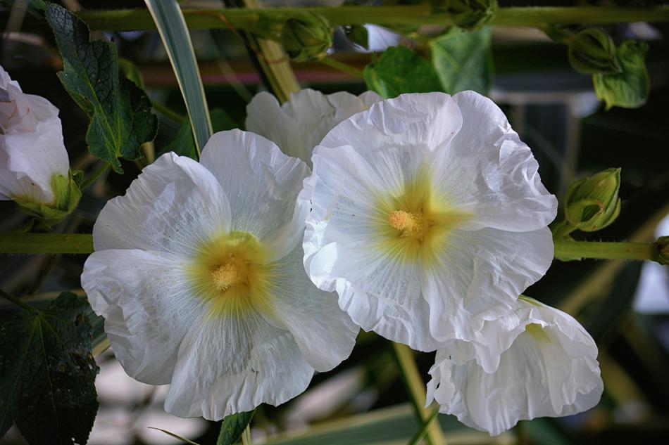 Flowers Hollyhocks Flora