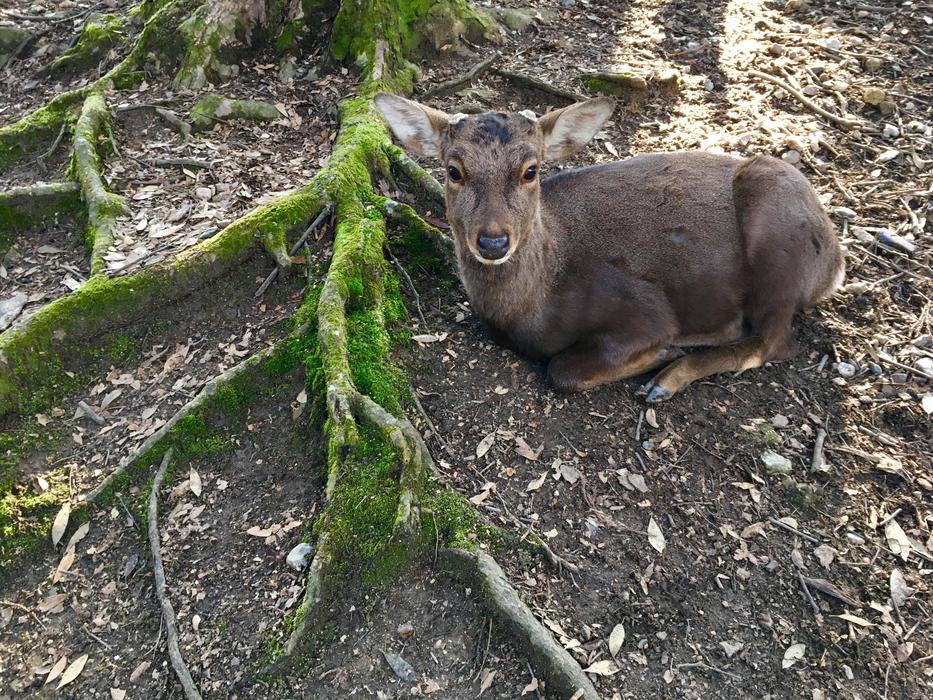 Green Deer Root