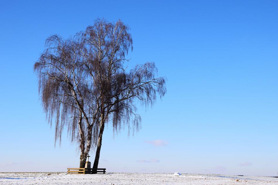 willow tree the sky is cold