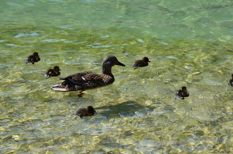 Duck Family Lake