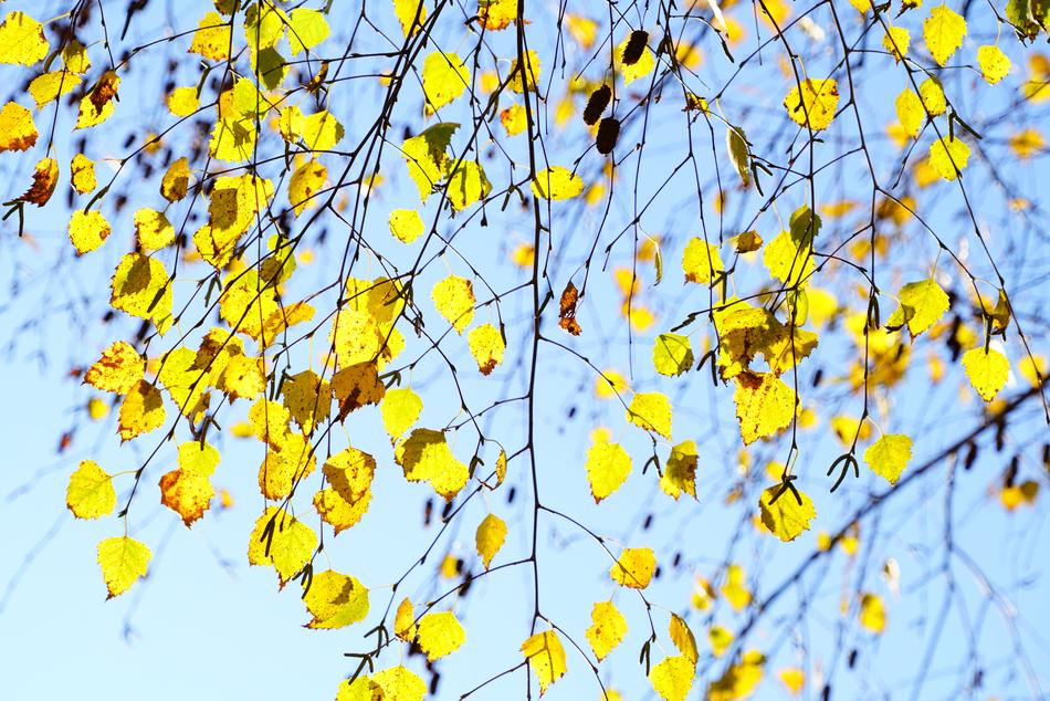 yellow leaves on a tree in the light