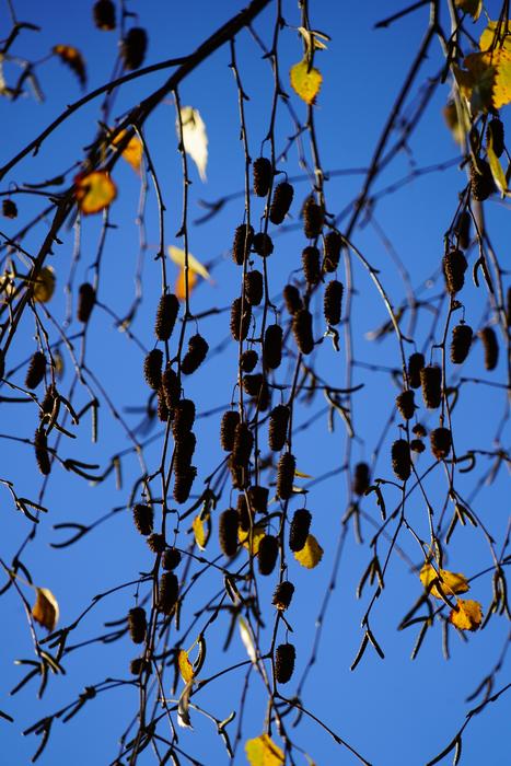Autumn lonely branches against the sky