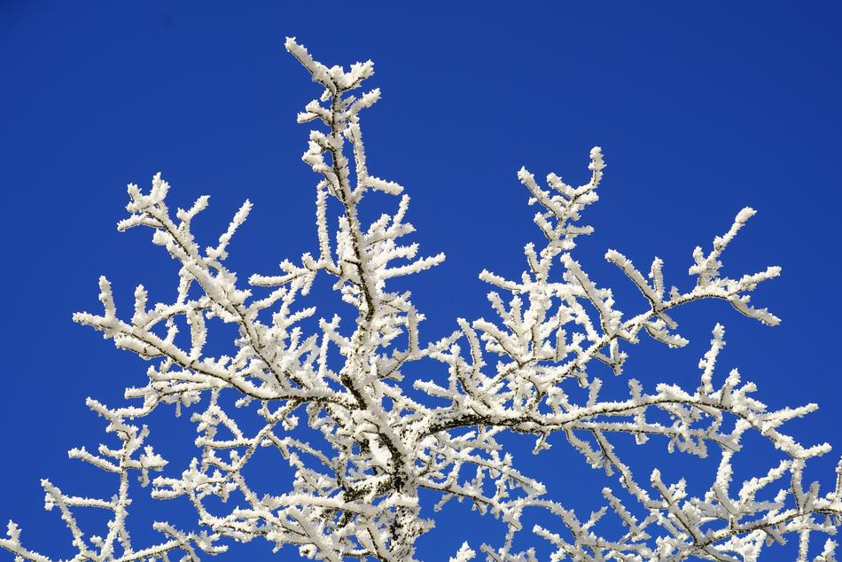 frozen tree branches against the sky