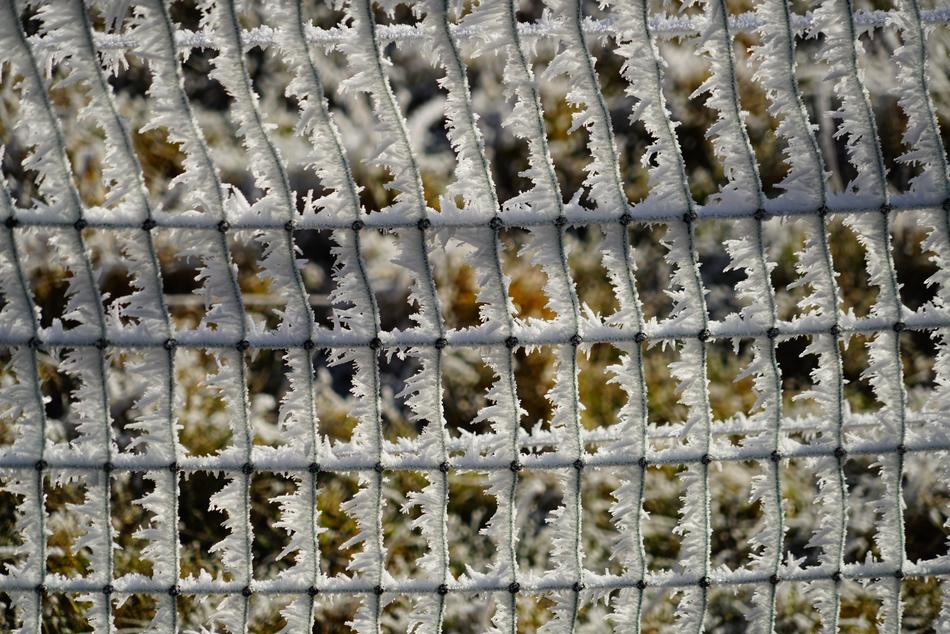 ice on the sprouts on the fence