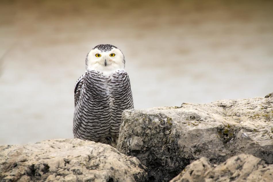 goodly Owl Bird Wildlife