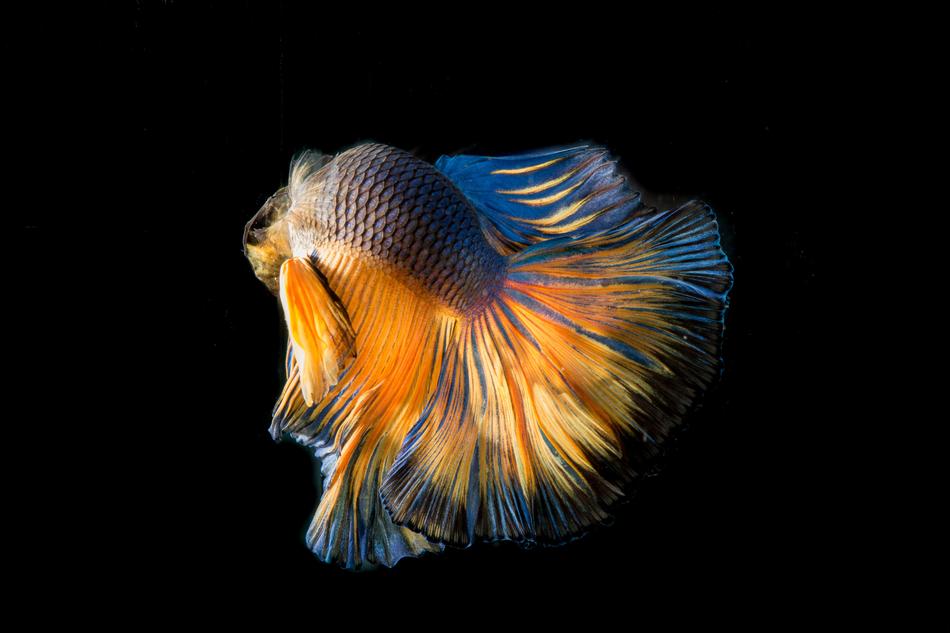 beautifully patterned fish