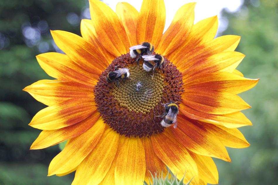 Bees Sunflower