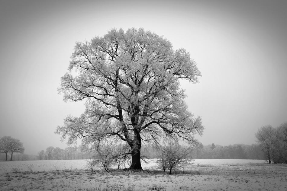 Winter Tree Winterbaum