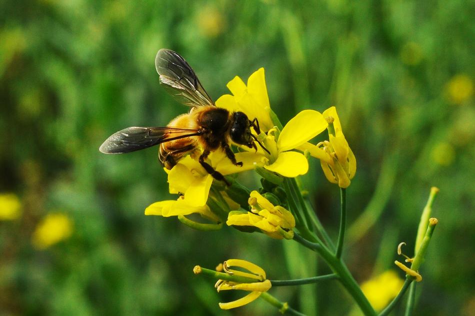 Black and yellow bee on the beautiful yellow flowers among the grass