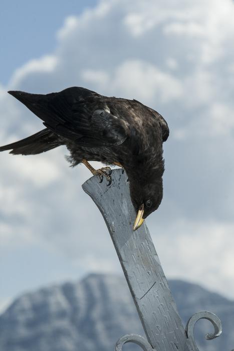 photo of alpine jackdaw in Tyrol