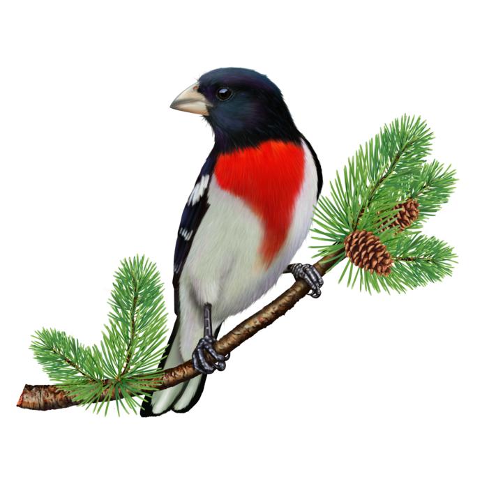 colored bird on a branch drawing