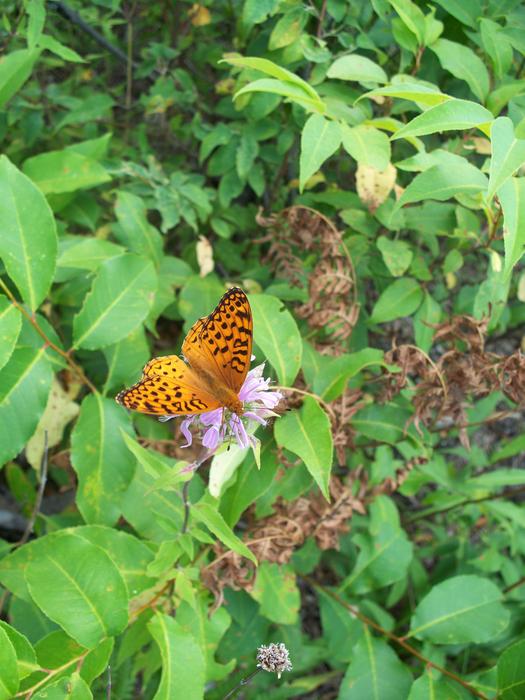 Orange Butterfly at wild Nature